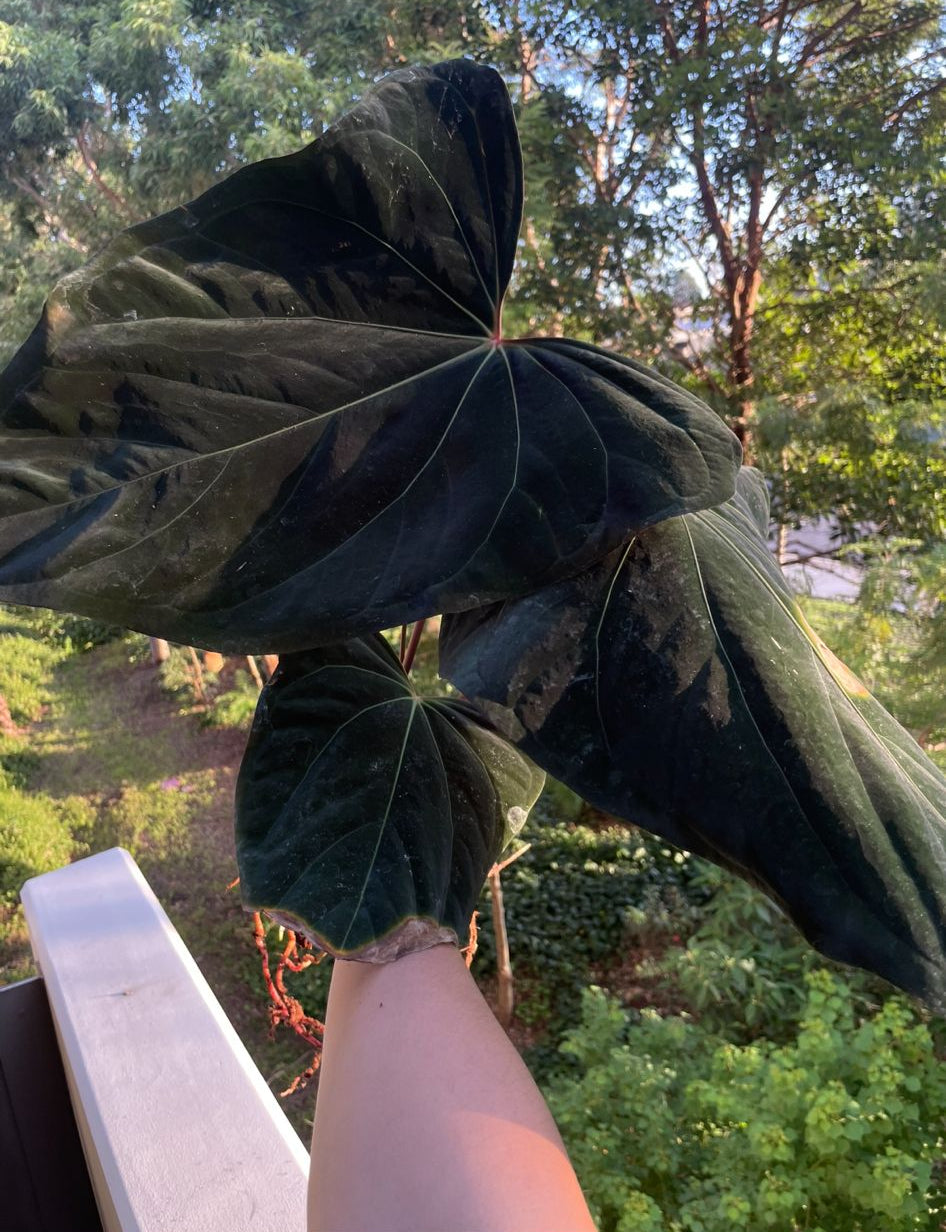 Anthurium “Midnight” | Germinated Seeds | Dark Velvet Hybrid