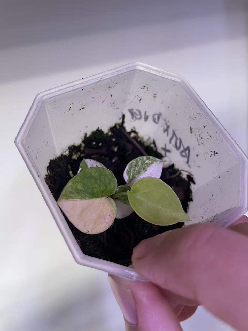 Variegated Anthurium Magnificum × (Papi x BVEP) Seedling