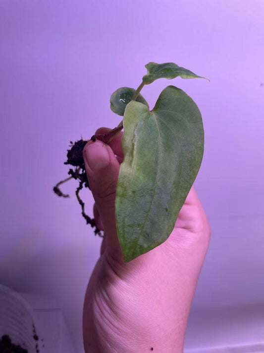 Anthurium Ralph Lynam × BVEP Seedling - Plant B