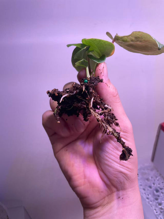 Anthurium Ralph Lynam × BVEP Seedling - Plant C
