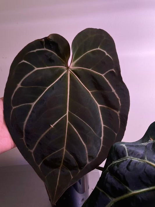 Anthurium Carla × Black Widow