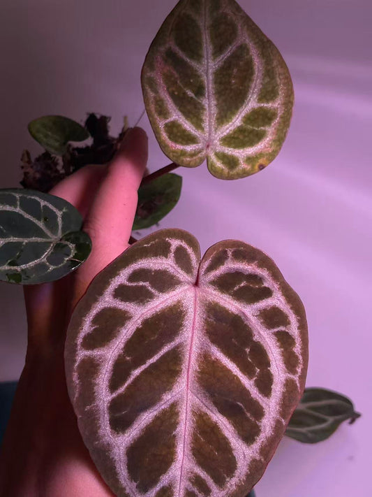A close-up of a heart-shaped houseplant leaf with pinkish-white veining and a brownish base, held by a hand against a pink-lit background.
