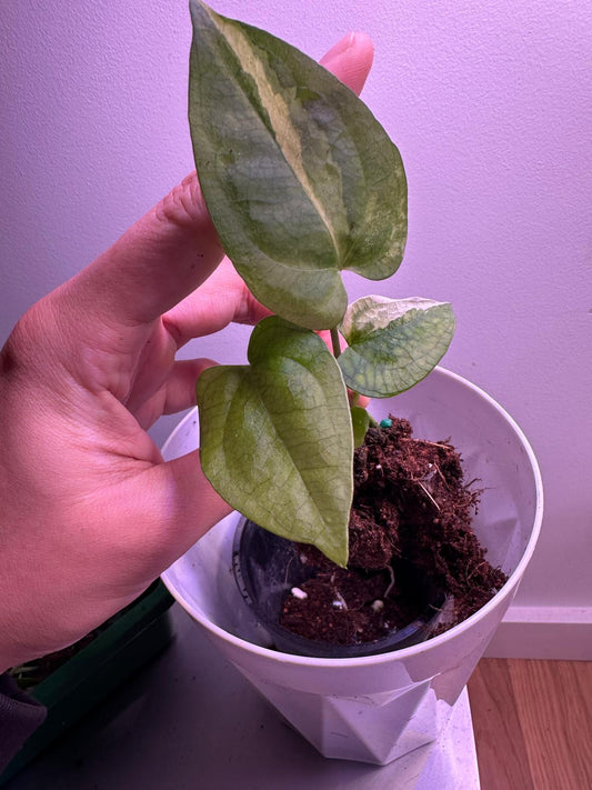 Anthurium RVDP × Magnificum F