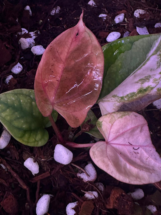 Anthurium RVDP × Magnificum G