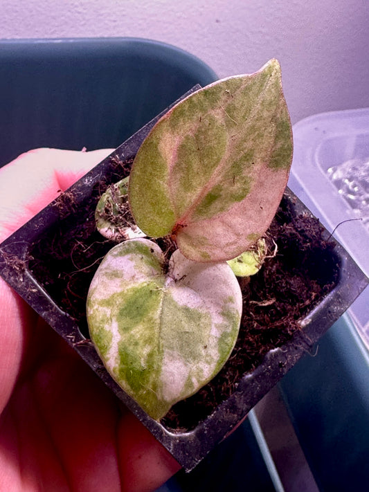 Close-up of variegation on Anthurium Magnificum × Red Crystal Plant A