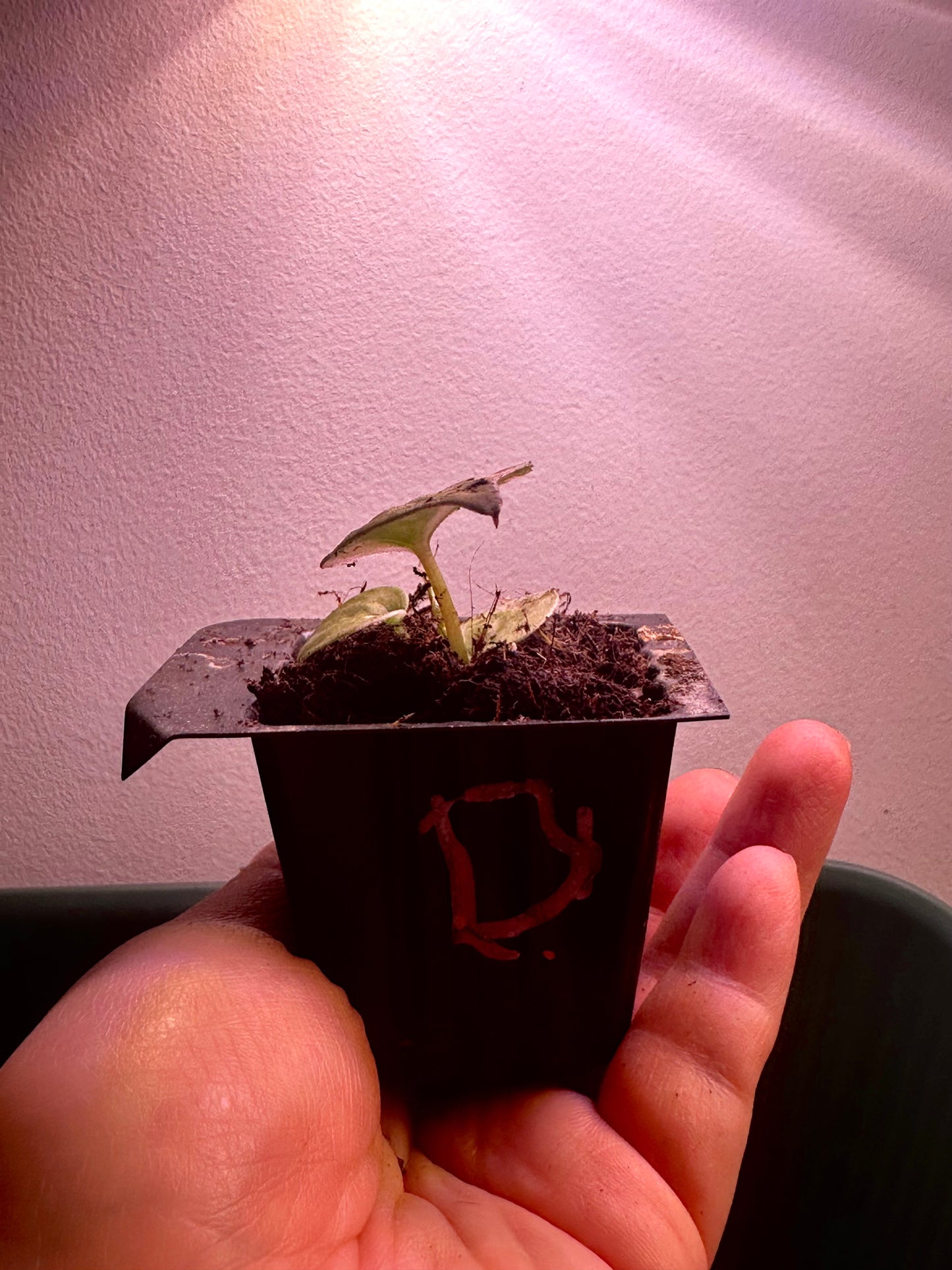 side view of variegated Anthurium Magnificum × Red Crystal seedling Plant D with pink, cream and green marbled leaf