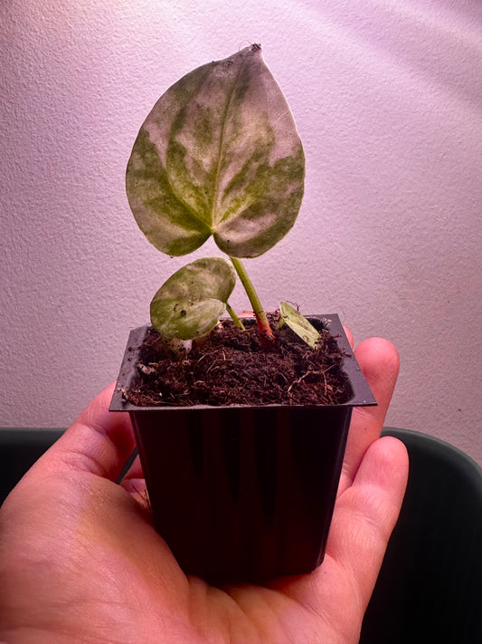 full plant view of variegated Anthurium Magnificum × Red Crystal seedling Plant F with highly variegated cream and green leaves