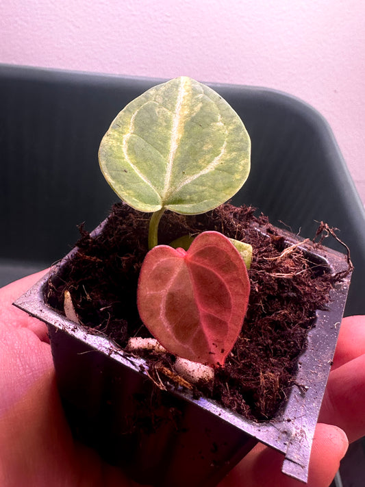 full plant view of Anthurium Magnificum × Red Crystal variegated seedling Plant G with green mature leaf and vivid red emergent leaf