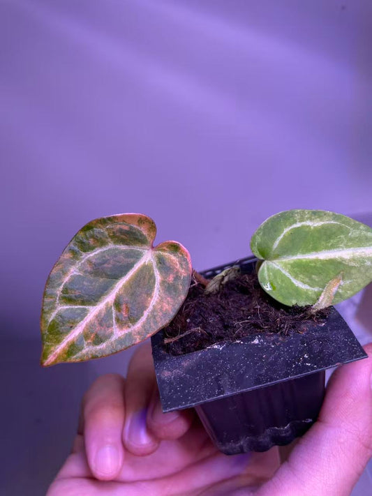 A small potted houseplant with two heart-shaped green leaves, one showing prominent pinkish-red veining and the other with white variegation, held in a hand against a purple-lit background.