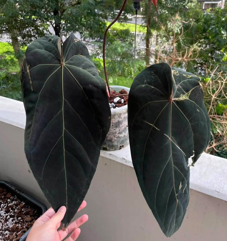 Dark Form