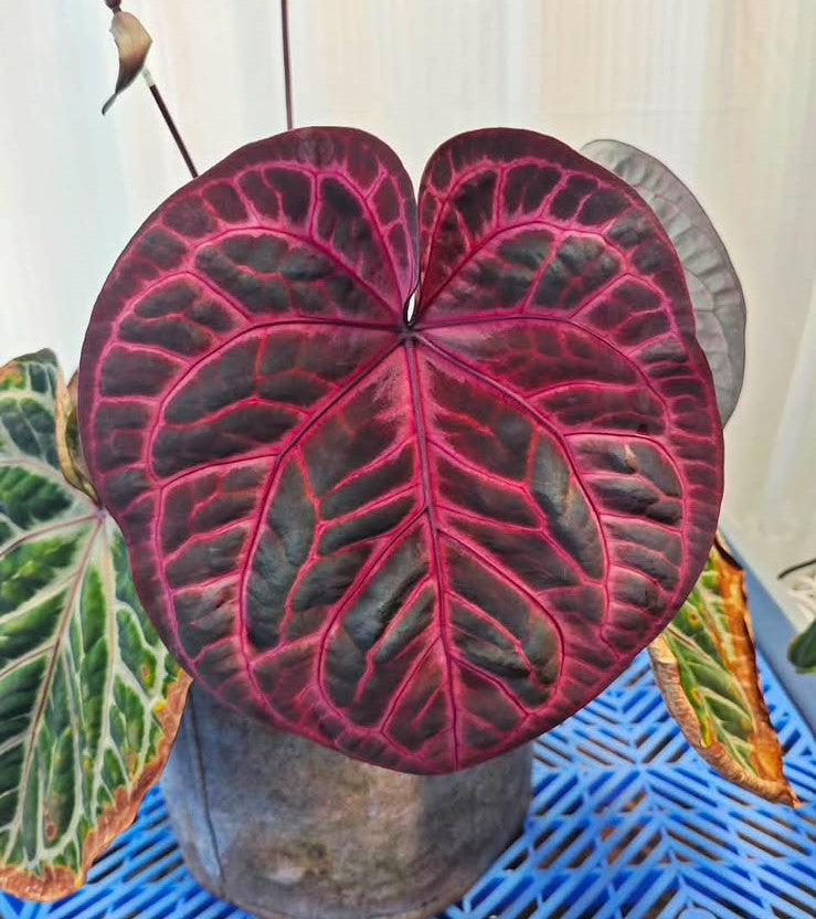 Red Veins