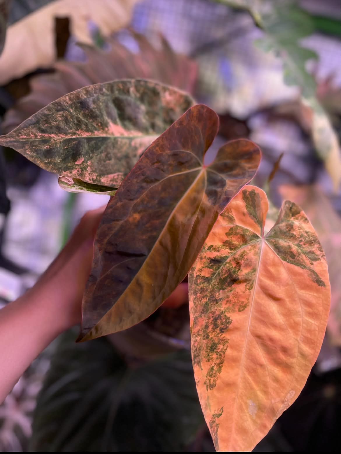 Variegated