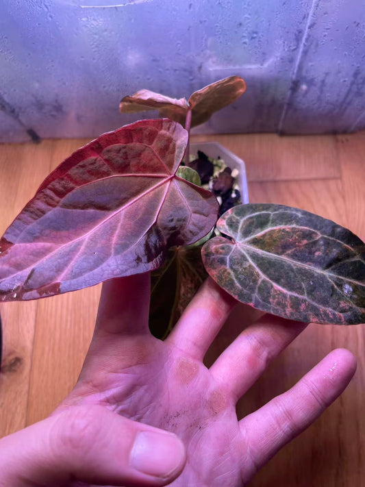 Variegated Anthurium Dark Handsome × Red Velvet Cake × (SKG RC)-Plant B
