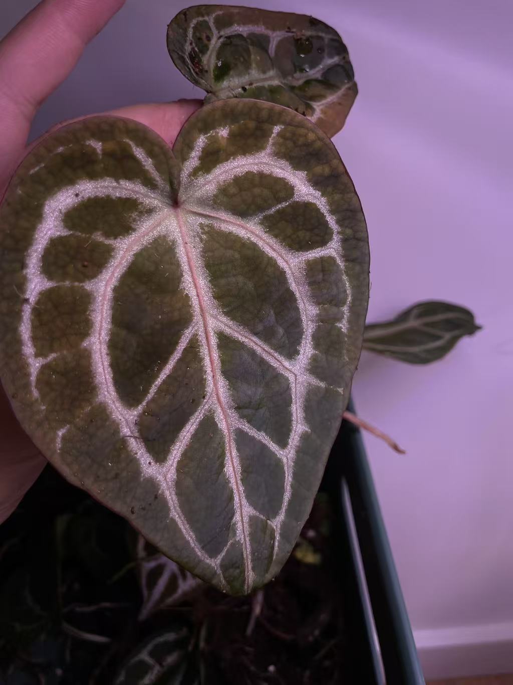 Anthurium (SKG X Red Crystal) X Pink Veil