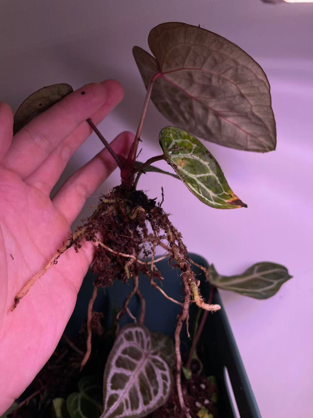 Anthurium (SKG X Red Crystal) X Pink Veil