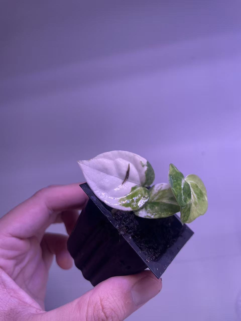 Variegated Anthurium MagnificumX Red Crystal   (white & mint?)