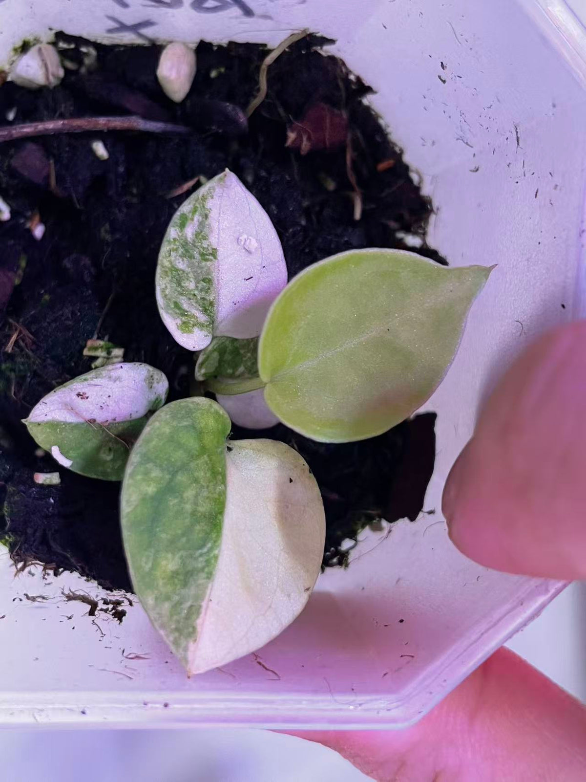 Variegated Anthurium Magnificum × (Papi x BVEP) Seedling