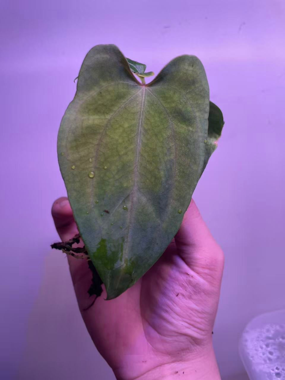Anthurium Ralph Lynam × BVEP Seedling - Plant A