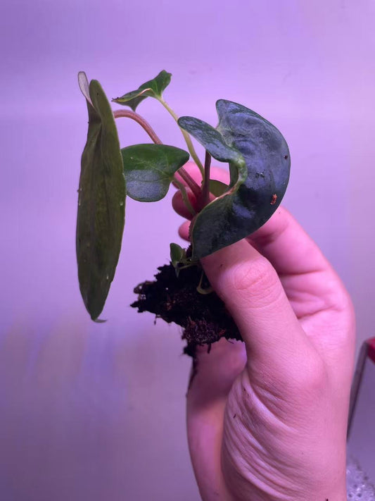 Anthurium Ralph Lynam × BVEP Seedling - Plant A