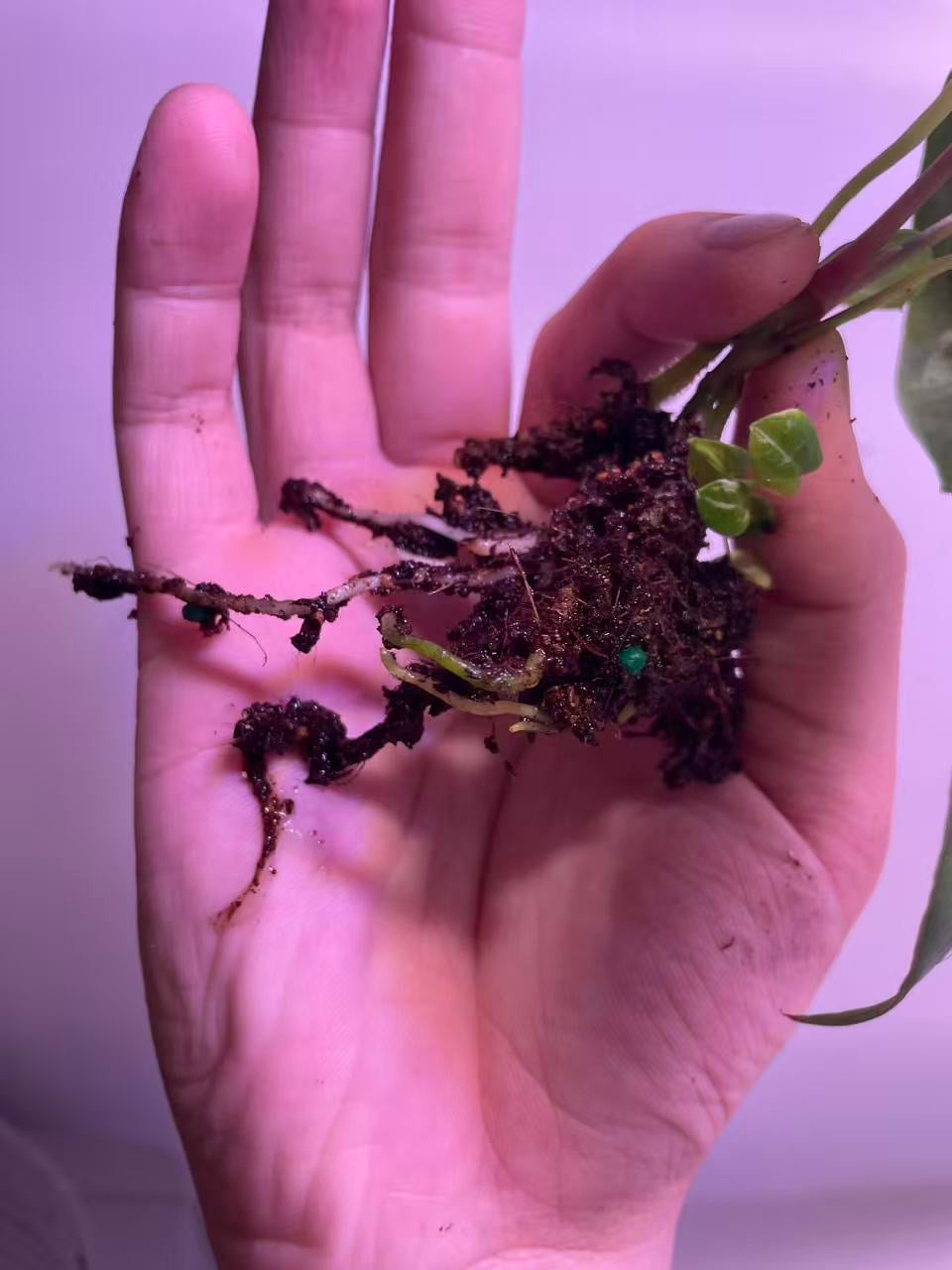 Anthurium Ralph Lynam × BVEP Seedling - Plant A