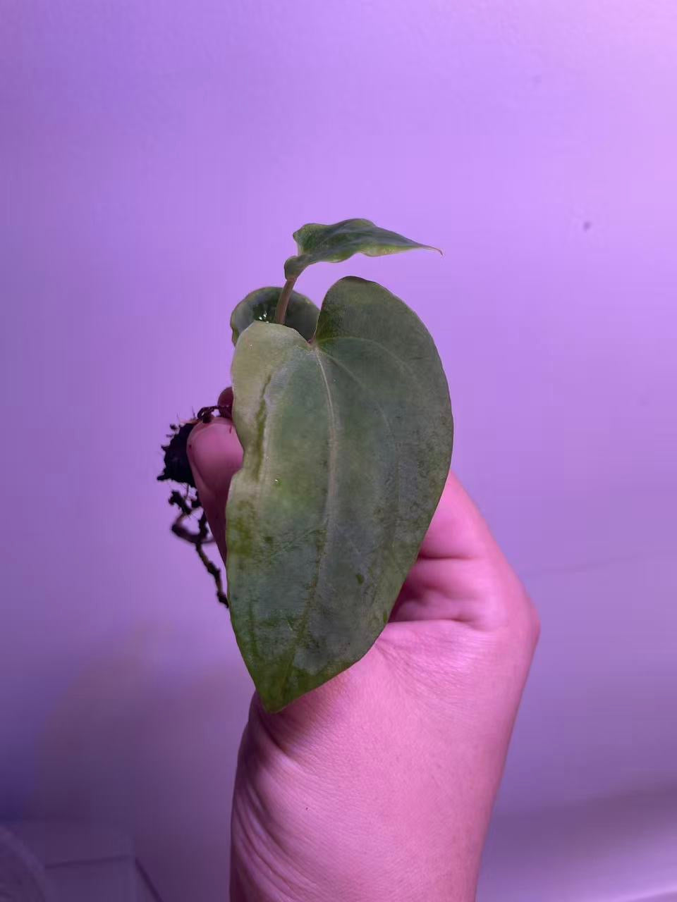 Anthurium Ralph Lynam × BVEP Seedling - Plant B