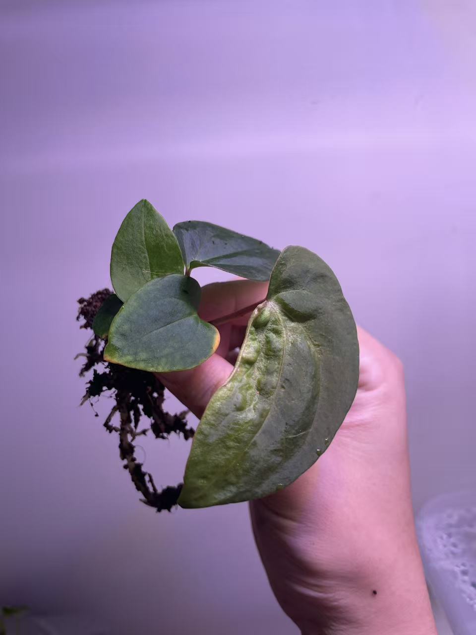 Anthurium Ralph Lynam × BVEP Seedling - Plant C