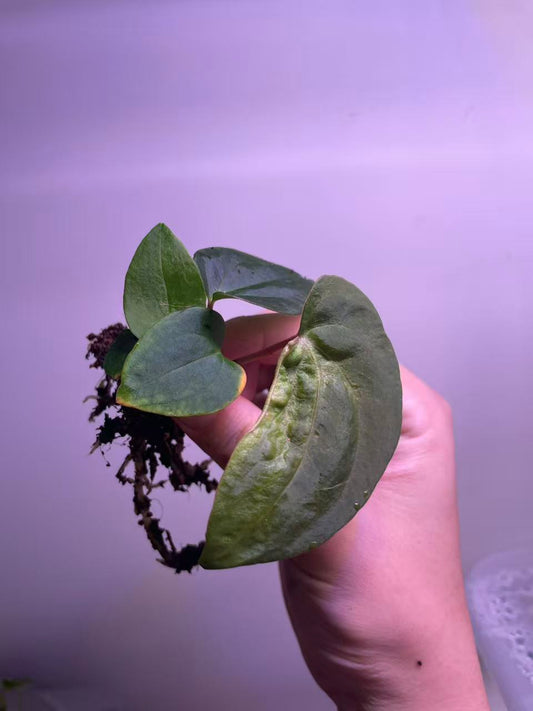 Anthurium Ralph Lynam × BVEP Seedling - Plant C