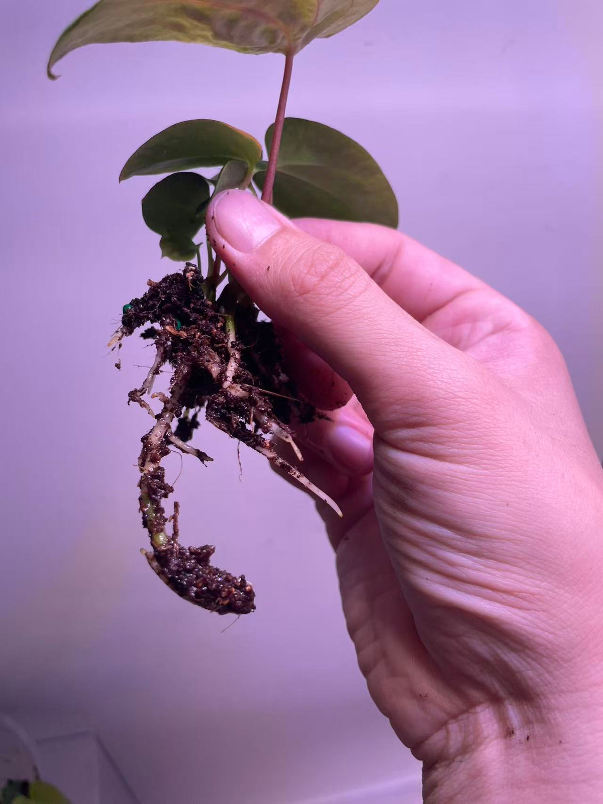 Anthurium Ralph Lynam × BVEP Seedling - Plant C