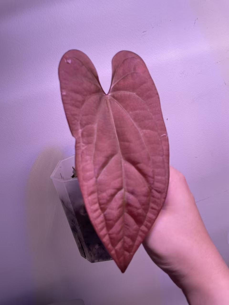 Anthurium Night Dragon × Luxurians - Medium Size