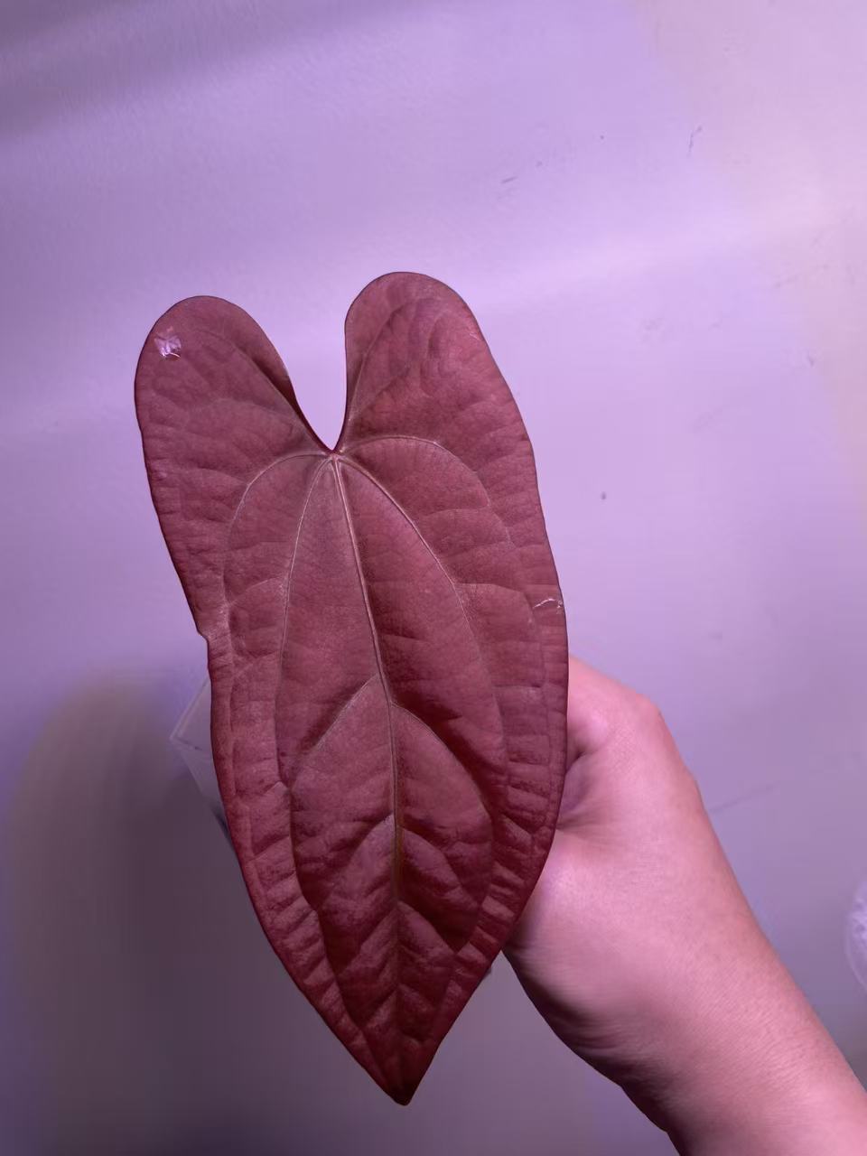 Anthurium Night Dragon × Luxurians - Medium Size