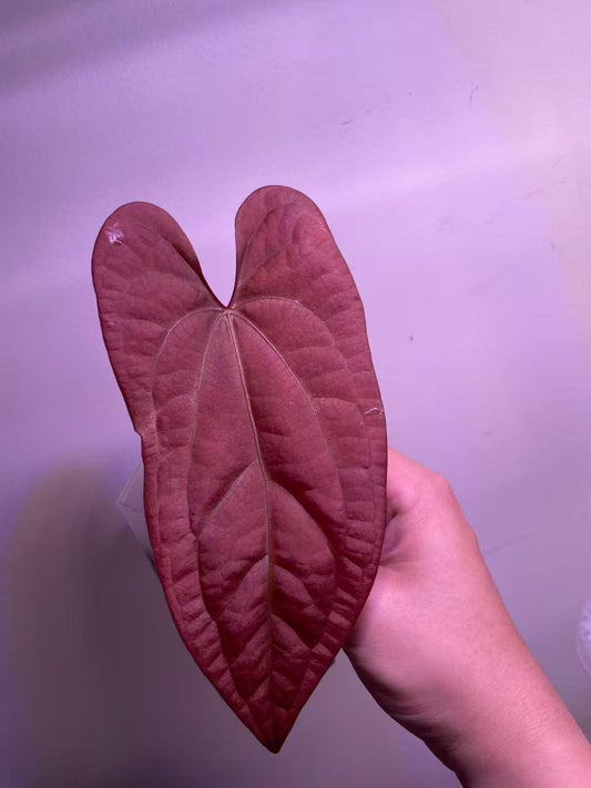 Anthurium Night Dragon × Luxurians - Medium Size