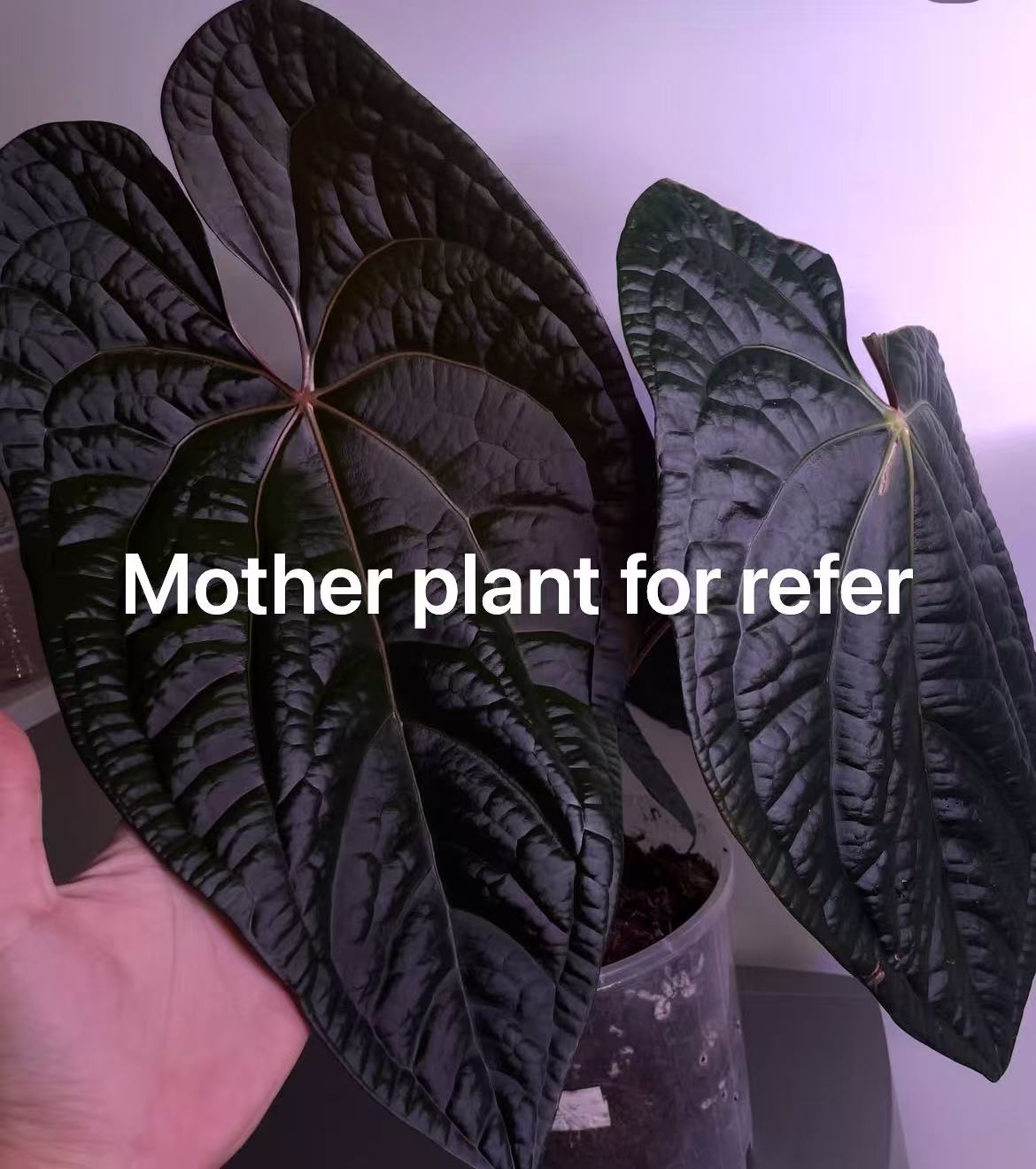 Anthurium Night Dragon × Luxurians - Medium Size