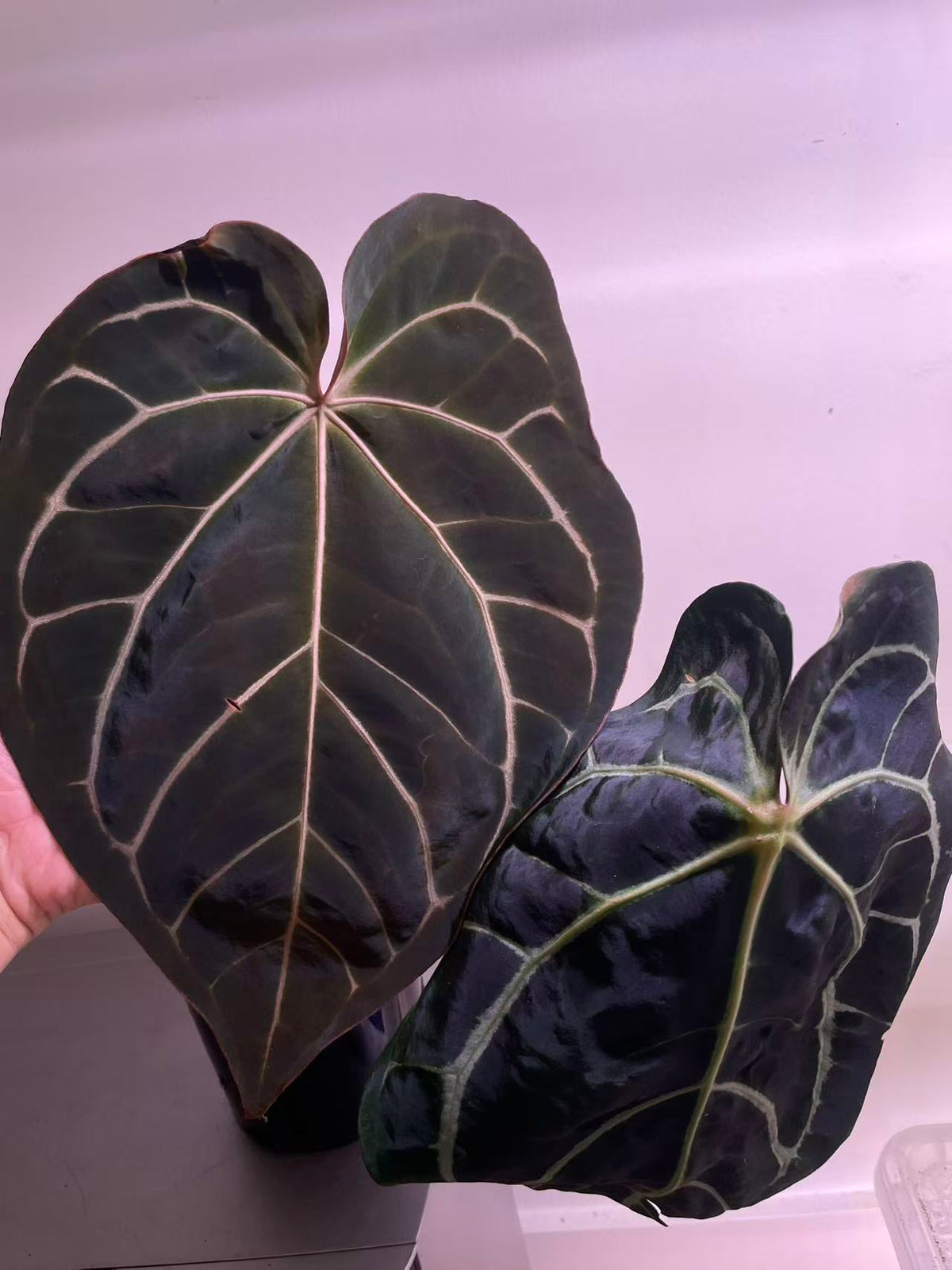 Anthurium Carla × Black Widow