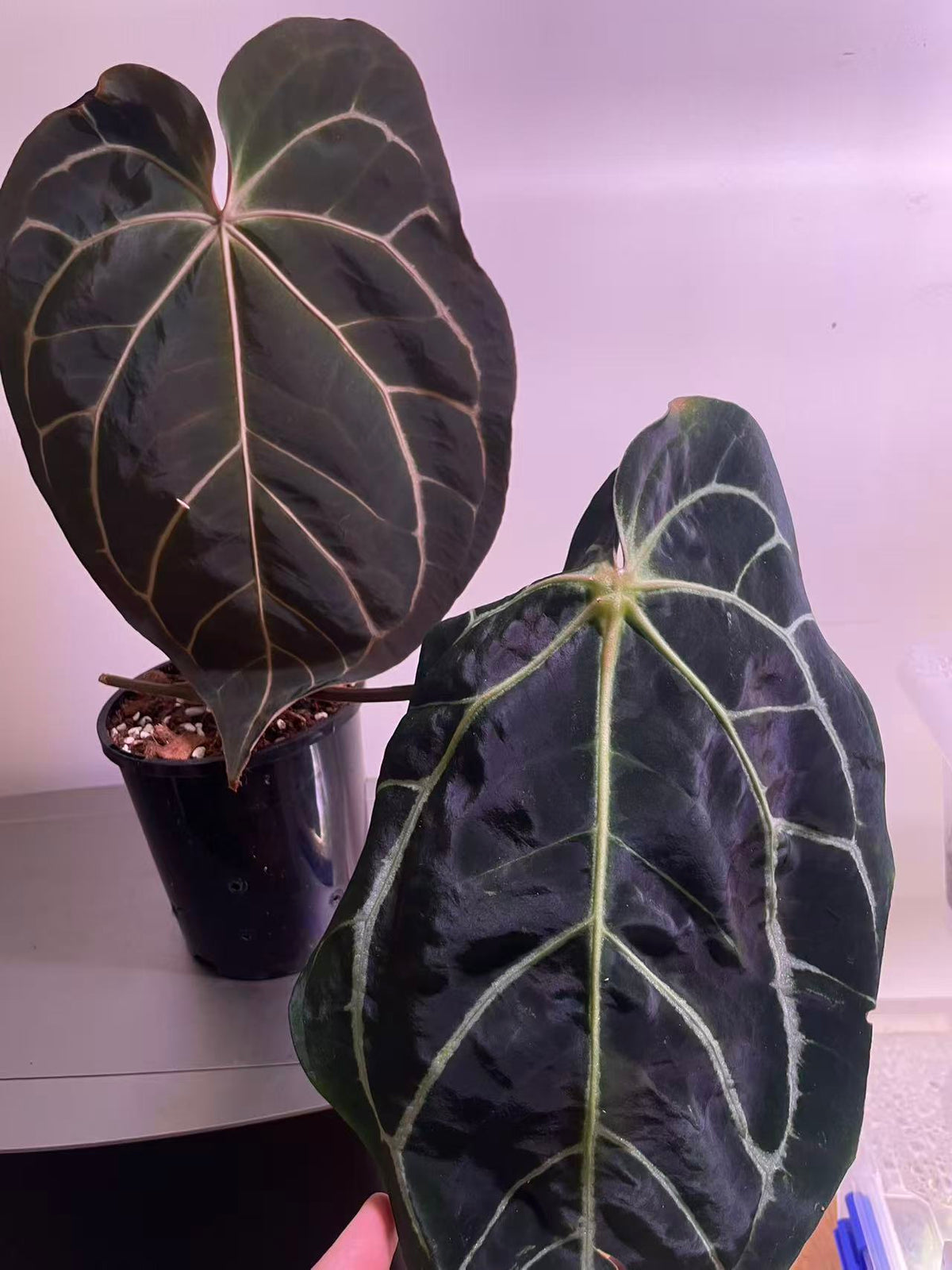 Anthurium Carla × Black Widow