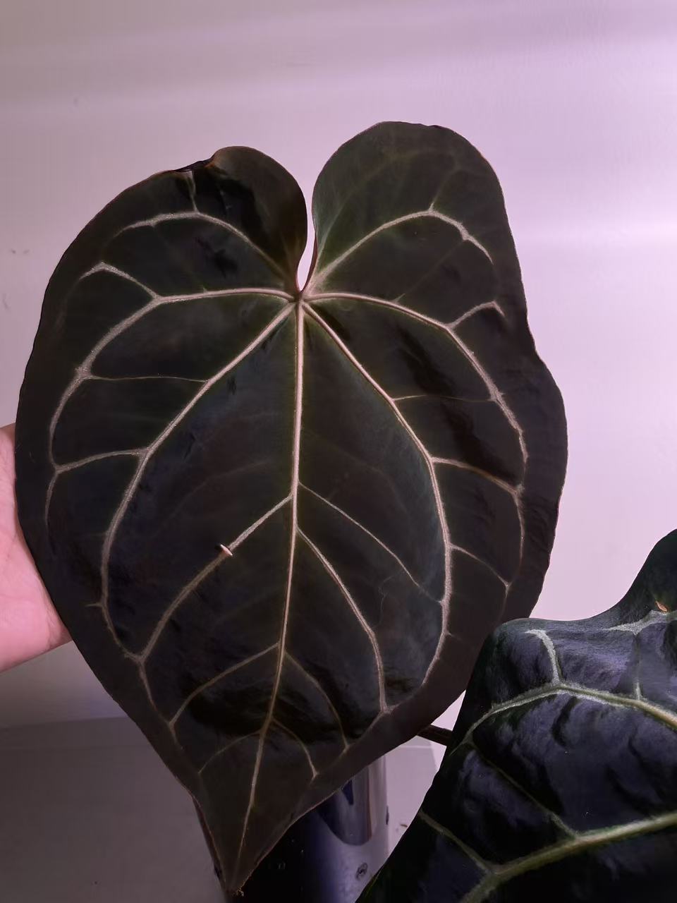 Anthurium Carla × Black Widow