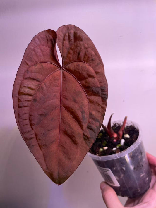 Variegated Anthurium AOS × RVDP