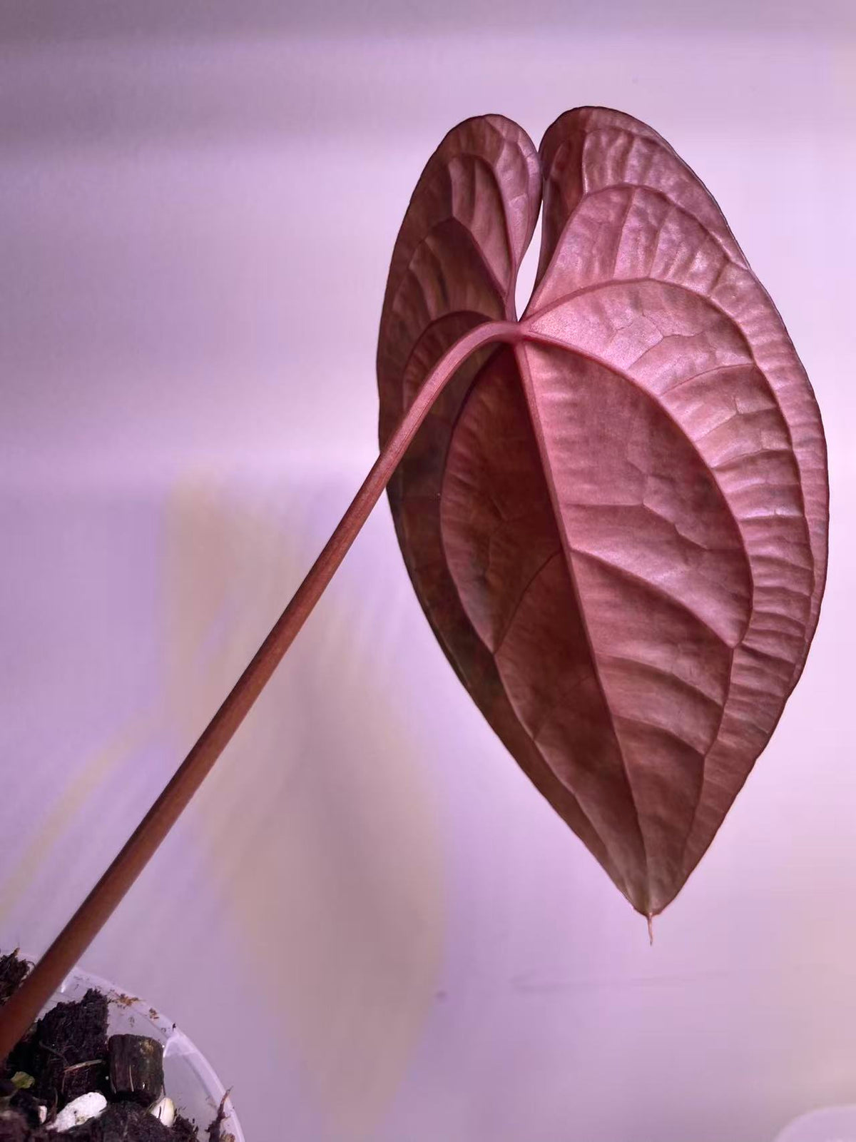 Variegated Anthurium AOS × RVDP