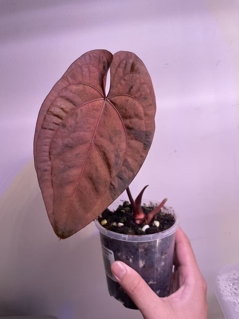 Variegated Anthurium AOS × RVDP