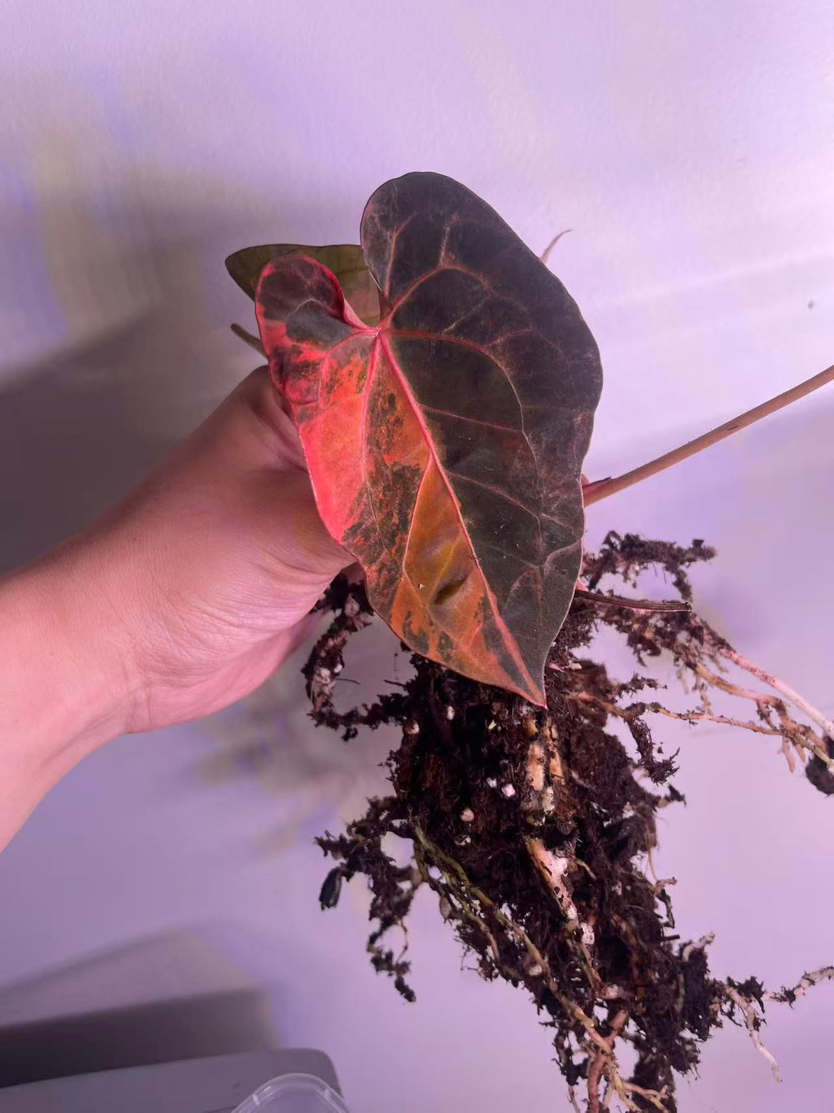 Variegated Anthurium Dark Handsome × Red Velvet Cake × (SKG RC)