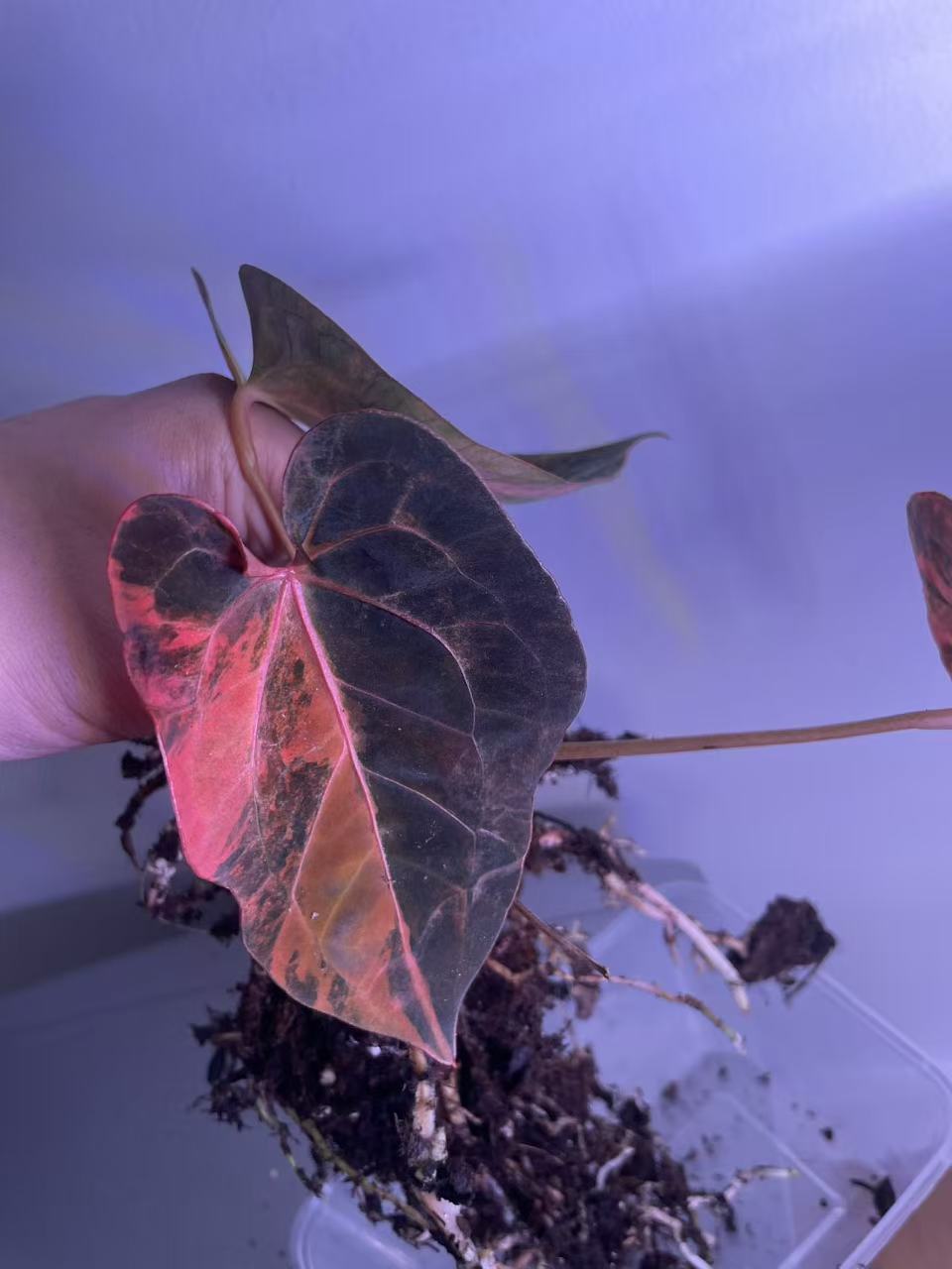 Variegated Anthurium Dark Handsome × Red Velvet Cake × (SKG RC)