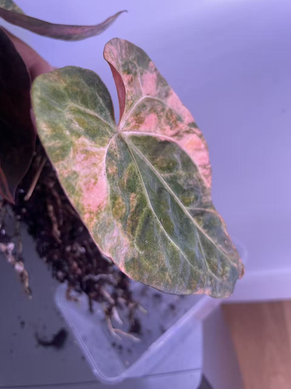 Variegated Anthurium Dark Handsome × Red Velvet Cake × (SKG RC)