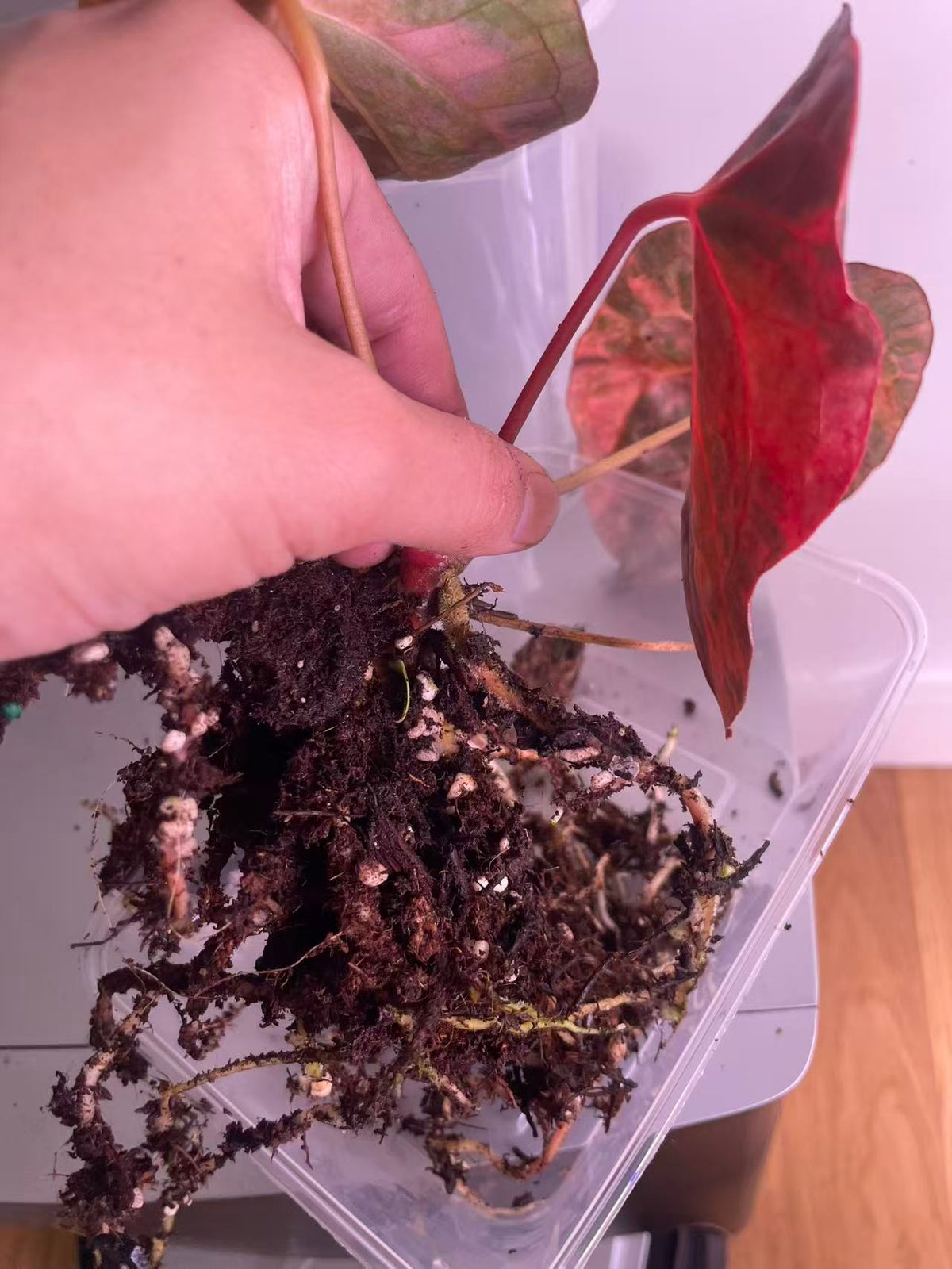 Variegated Anthurium Dark Handsome × Red Velvet Cake × (SKG RC)