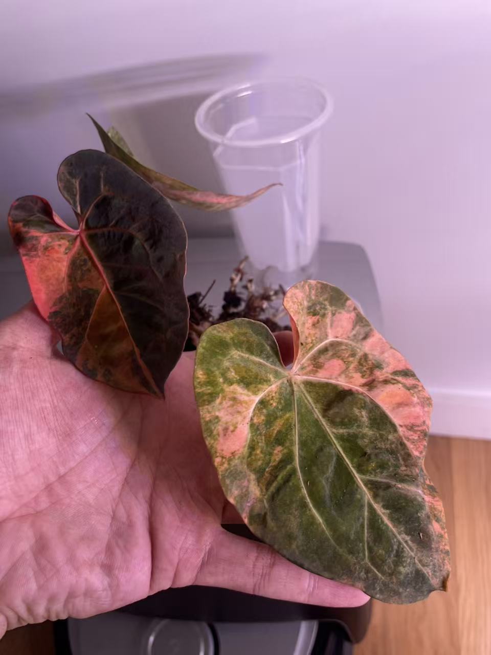 Variegated Anthurium Dark Handsome × Red Velvet Cake × (SKG RC)