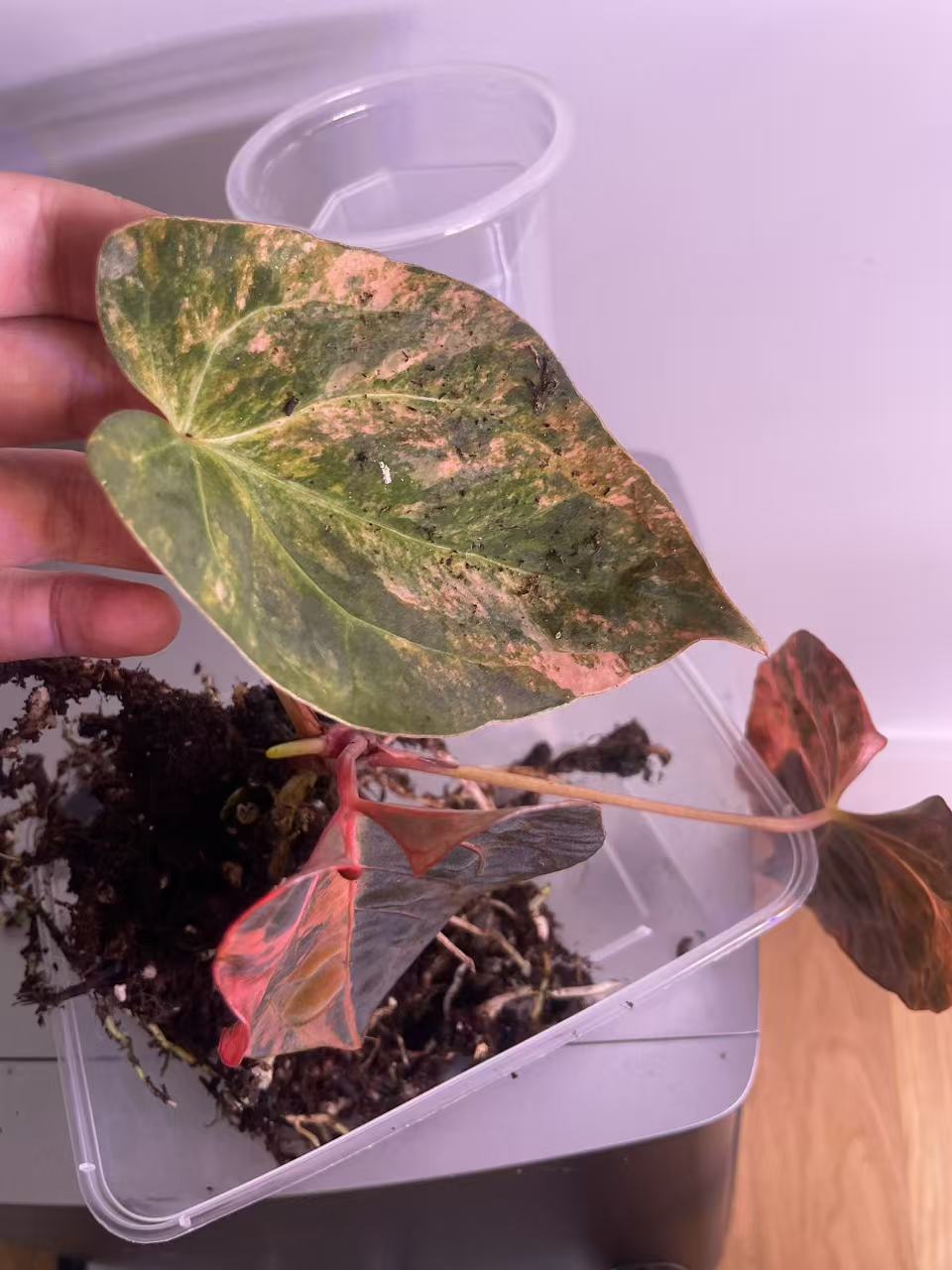Variegated Anthurium Dark Handsome × Red Velvet Cake × (SKG RC)