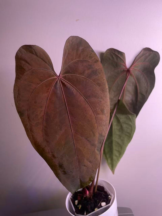 Variegated Anthurium AOS × RVDP