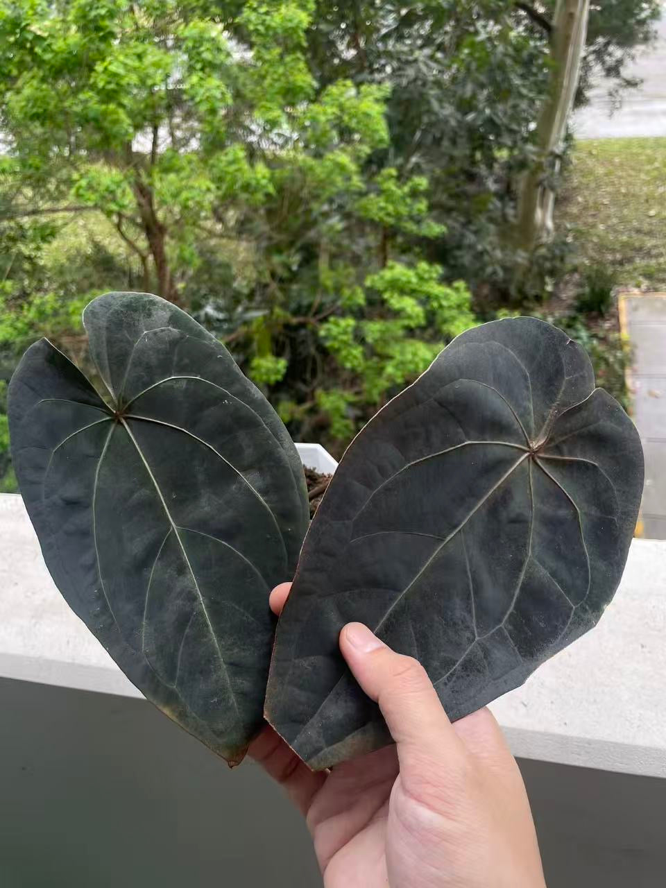 Anthurium Dark Handsome × RVDP