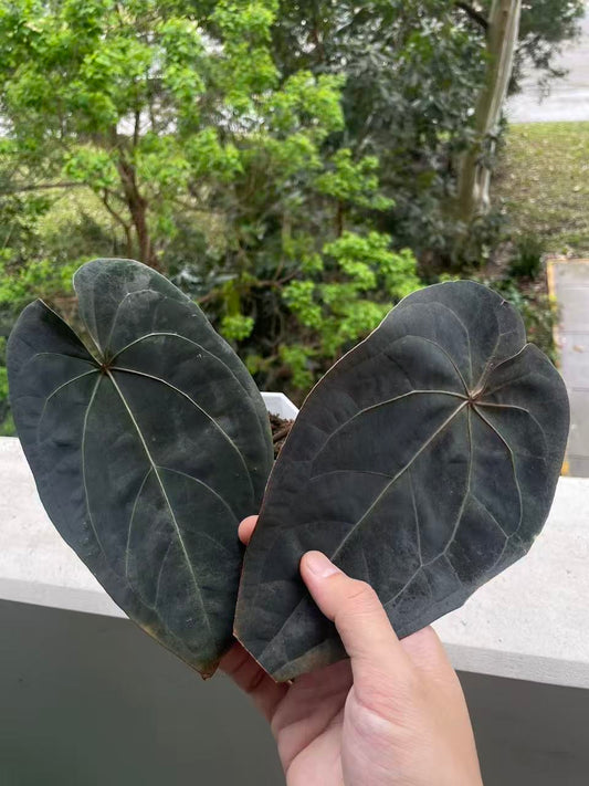 Anthurium Dark Handsome × RVDP