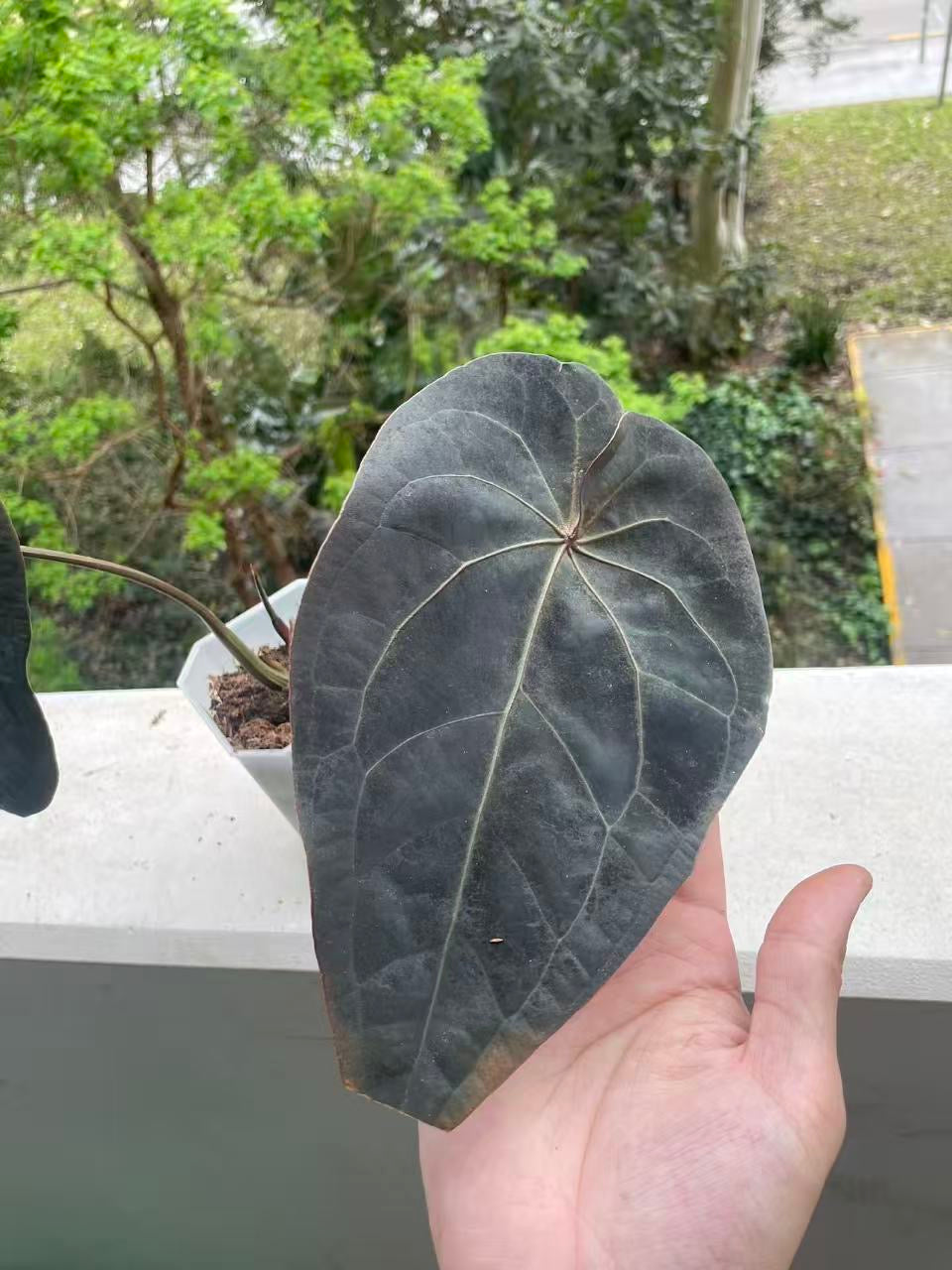 Anthurium Dark Handsome × RVDP