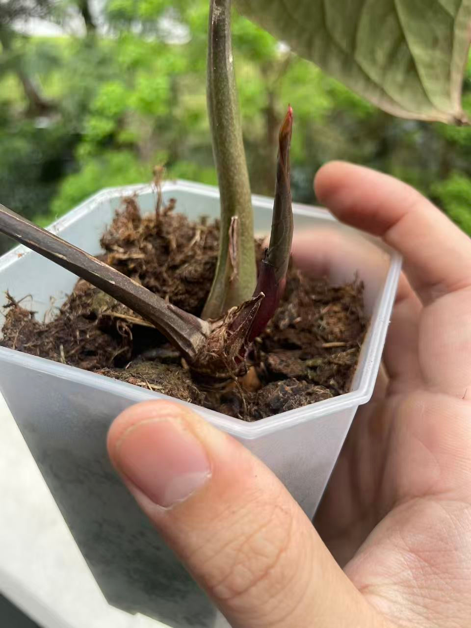 Anthurium Dark Handsome × RVDP
