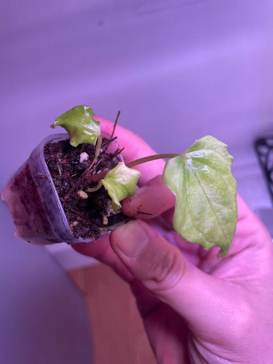 Anthurium RL F2 Seedling